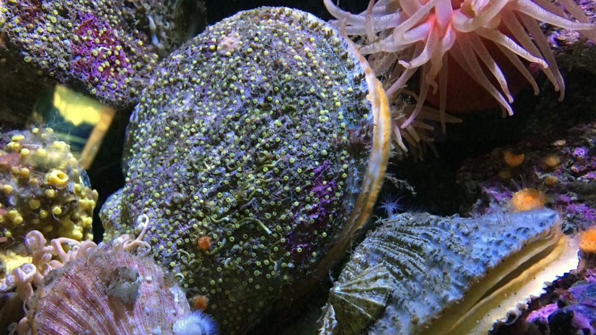 02 Seabed safari THUMB