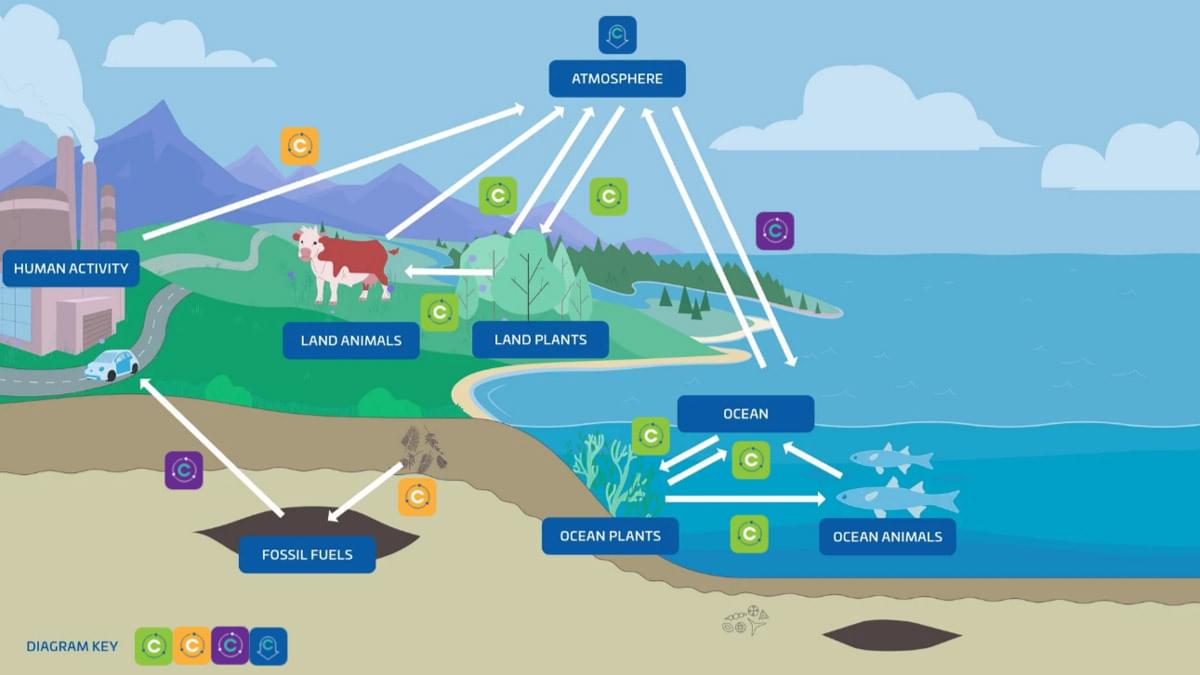 05 Teaching the carbon cycle THUMB