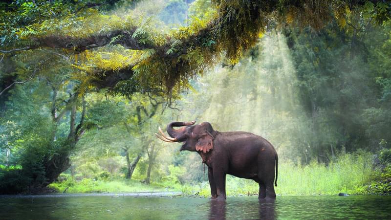 Elephant in Thai jungle