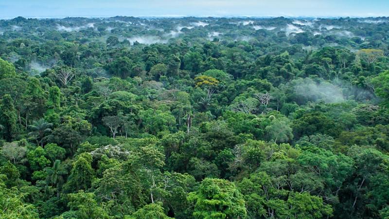 Amazon rainforest in Ecuador