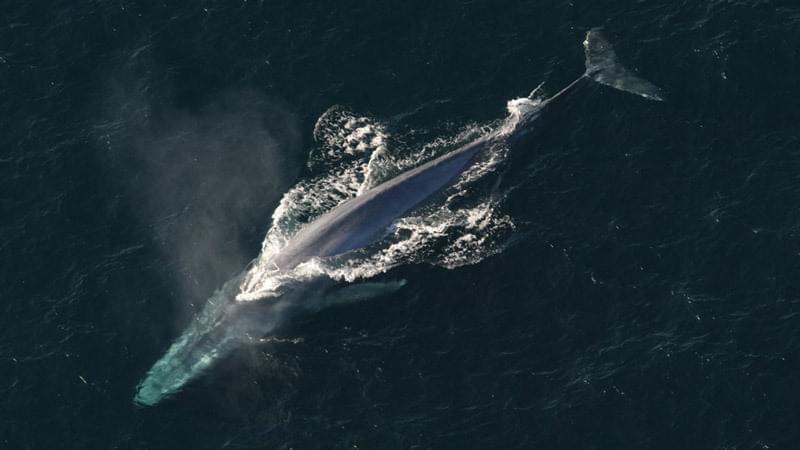 Blue whale
