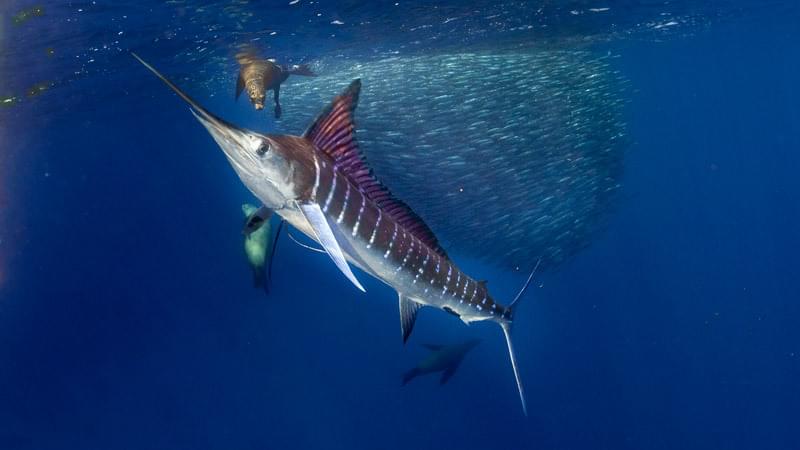 Striped marlin