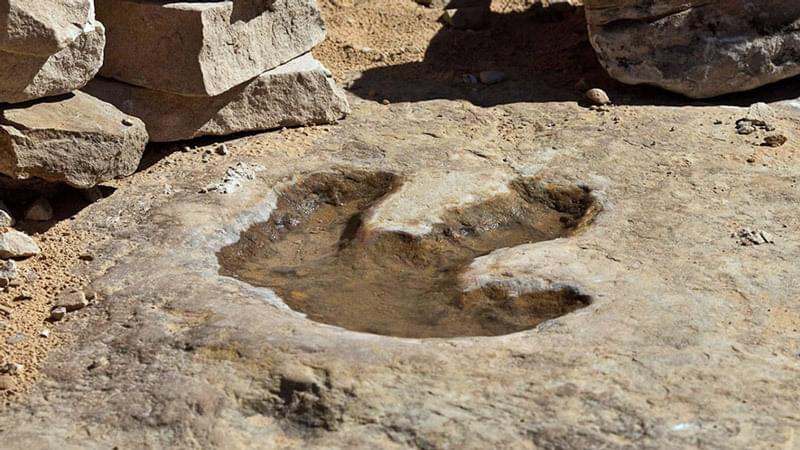 Fossilised dinosaur footprint