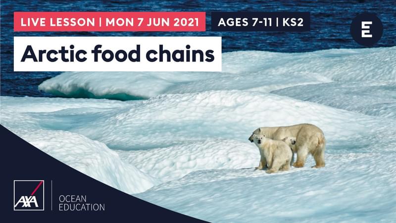 AL2021 Arctic Food Chain KS2