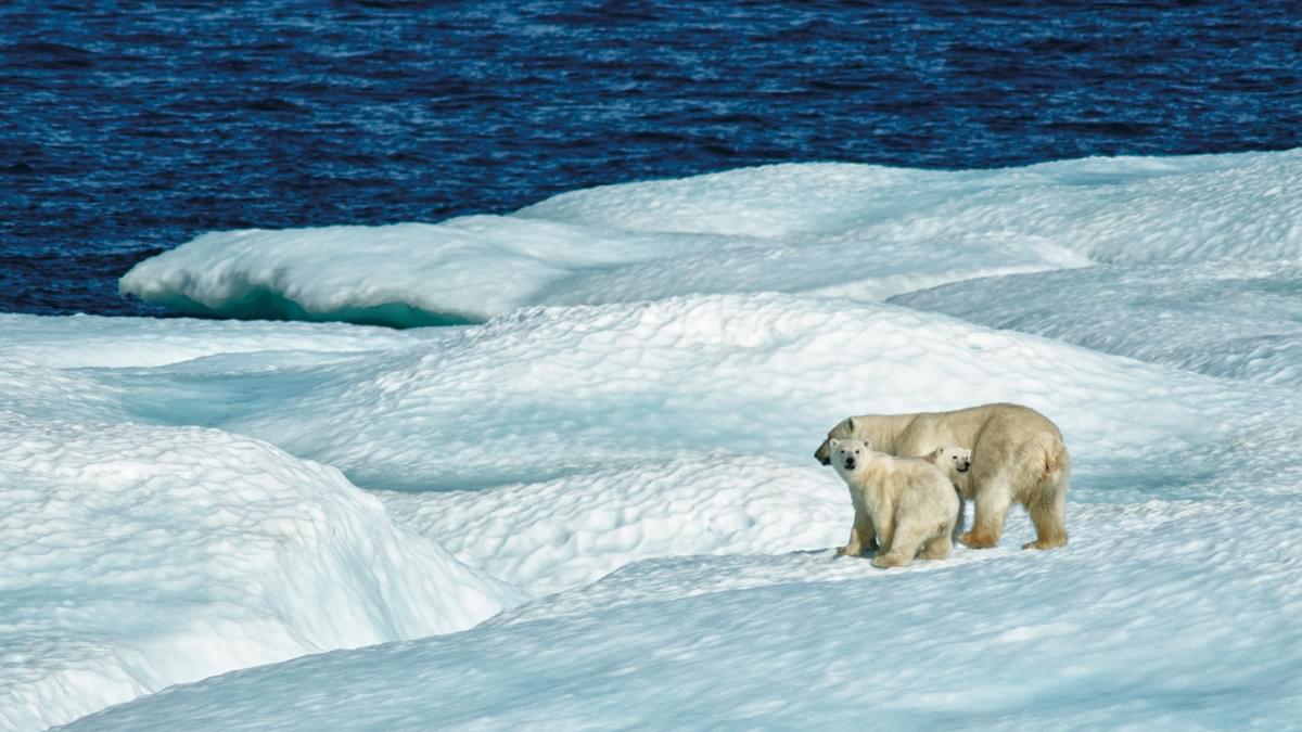 Arctic Food Chains AL2021 SLATE