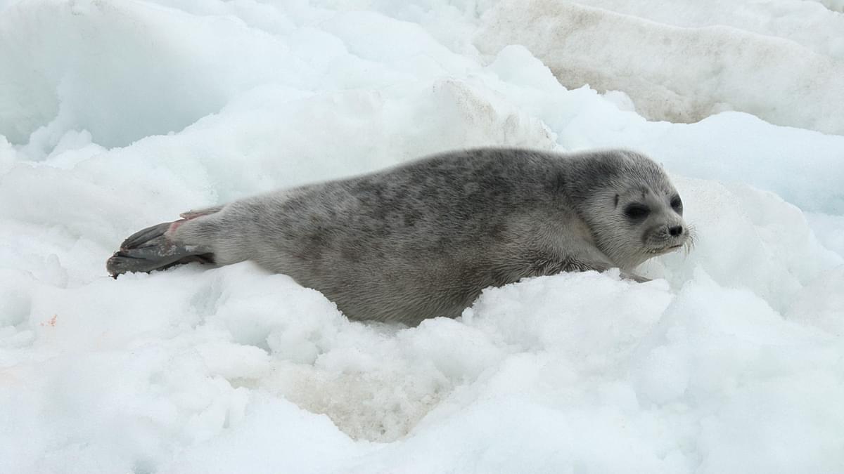 Arctic Food Web AL2021 AM SLATE