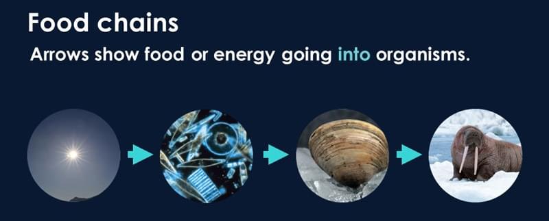Arctic food chain mobile Biology Diagrams