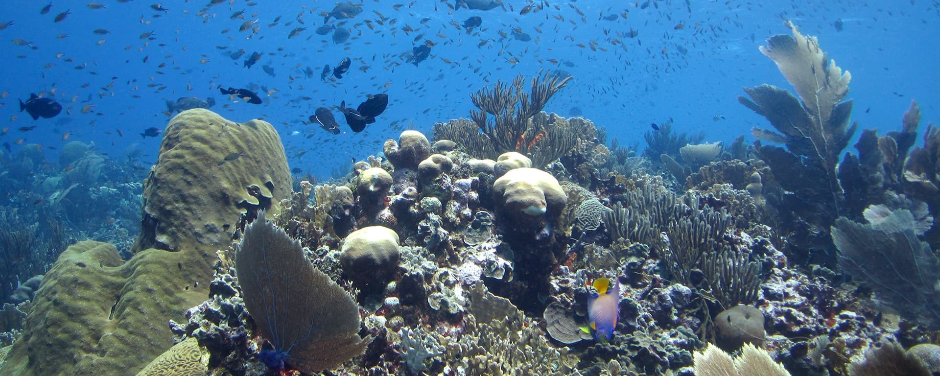 Coral Live 2020 Hero Banner