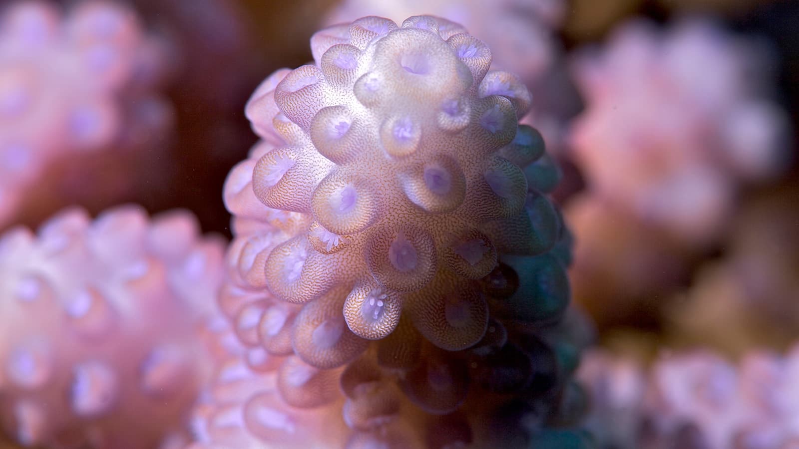 Coral identification quiz hero