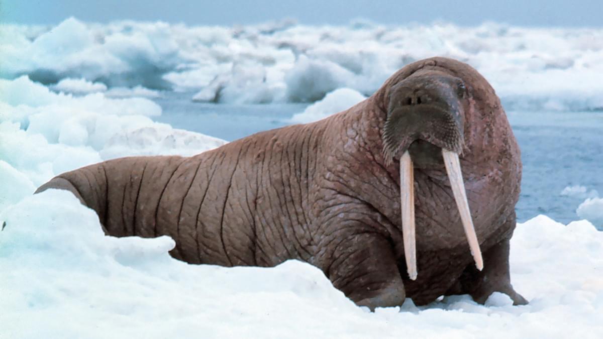 ETA 5 7 AL2021 SLATE