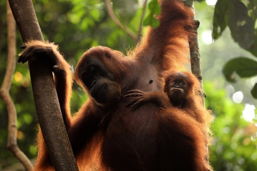 Last Animals H Ighlights0004