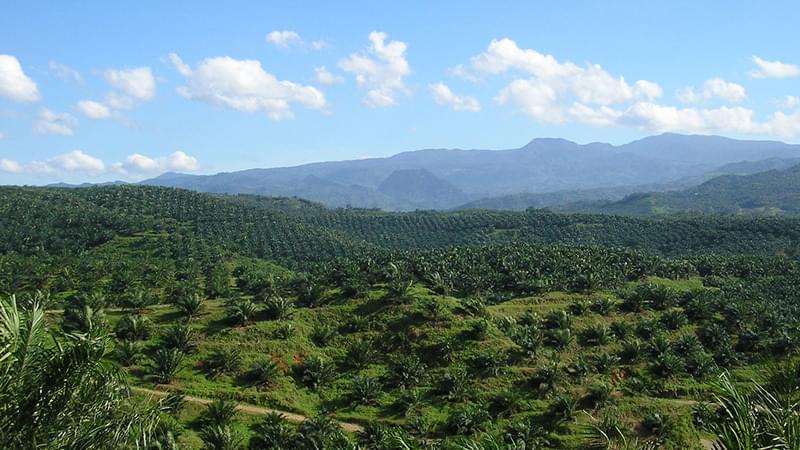 Oil palm plantation in Cigudeg SE Asia