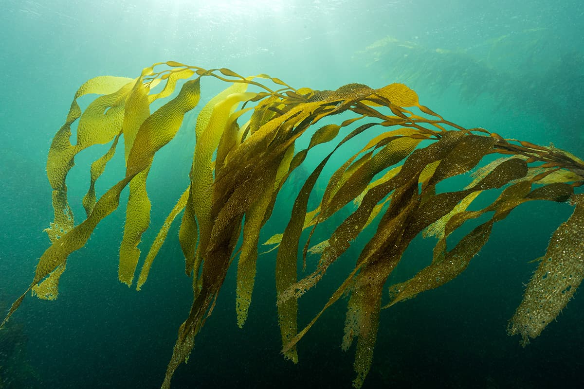 Kelp