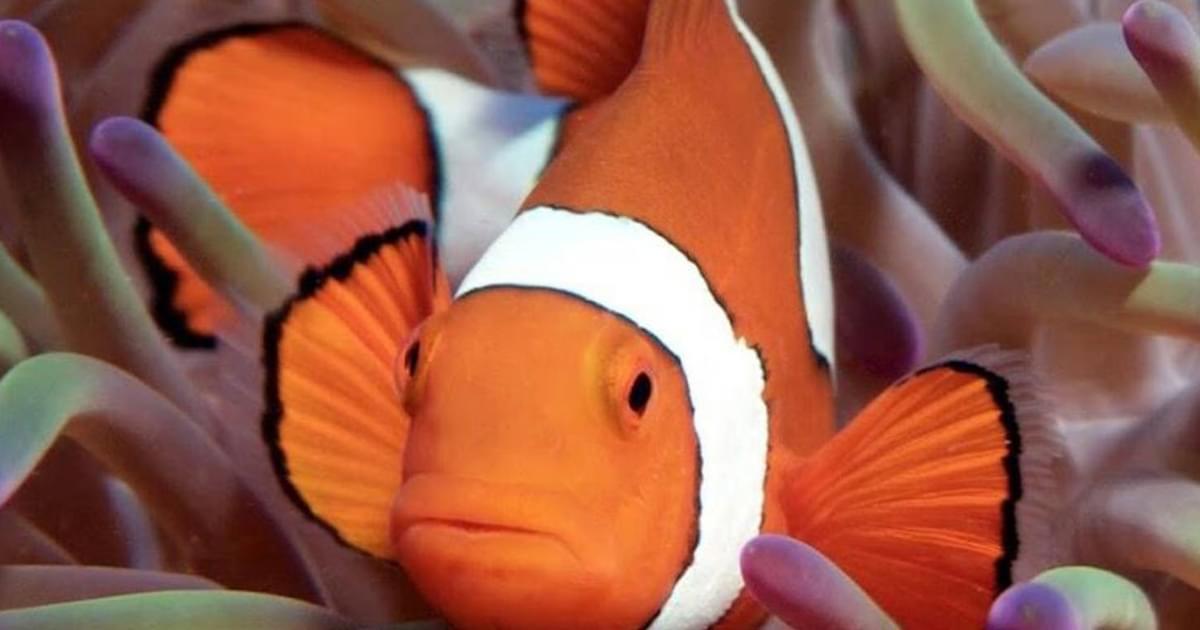 Food Chain And Food Web Keywords Encounter Edu food-chain-and-food-web-keywords-encounter-edu