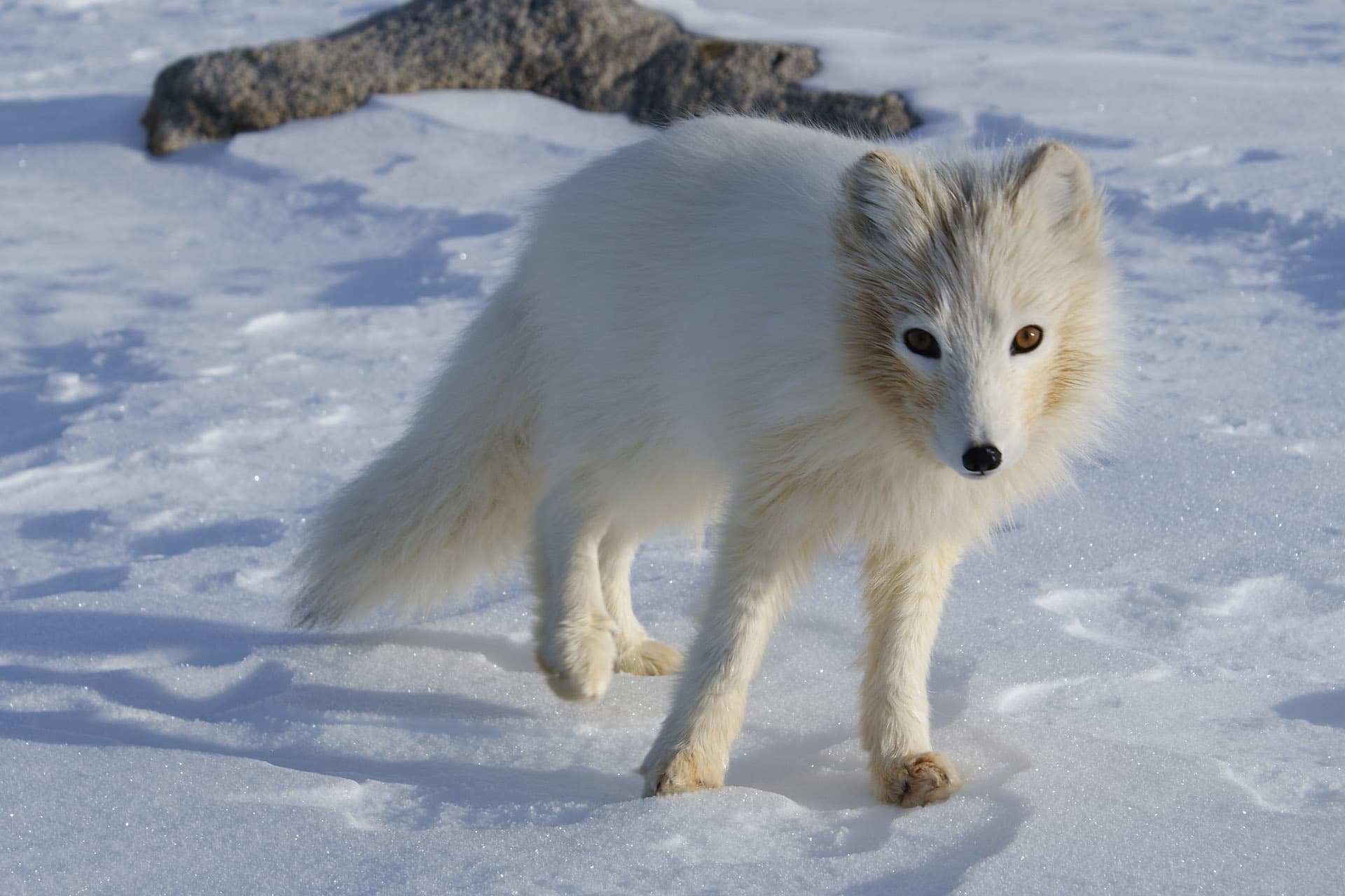 Activity Arctic Food Chain Hero