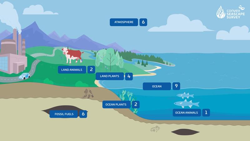 Activity carbon cycle role play set up