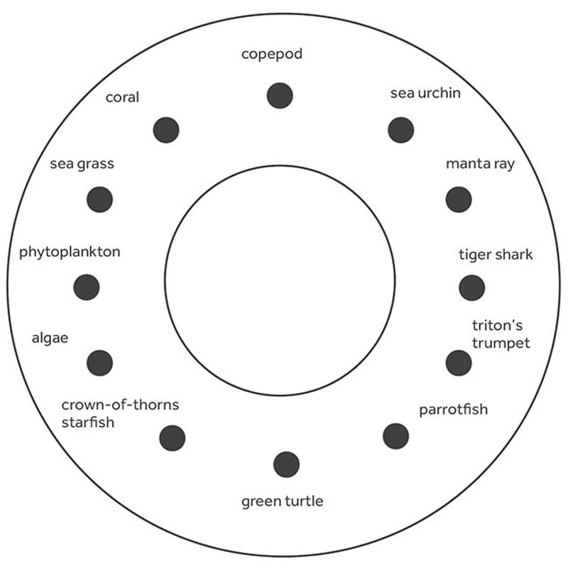 Activity Coral Food Web Figure 1