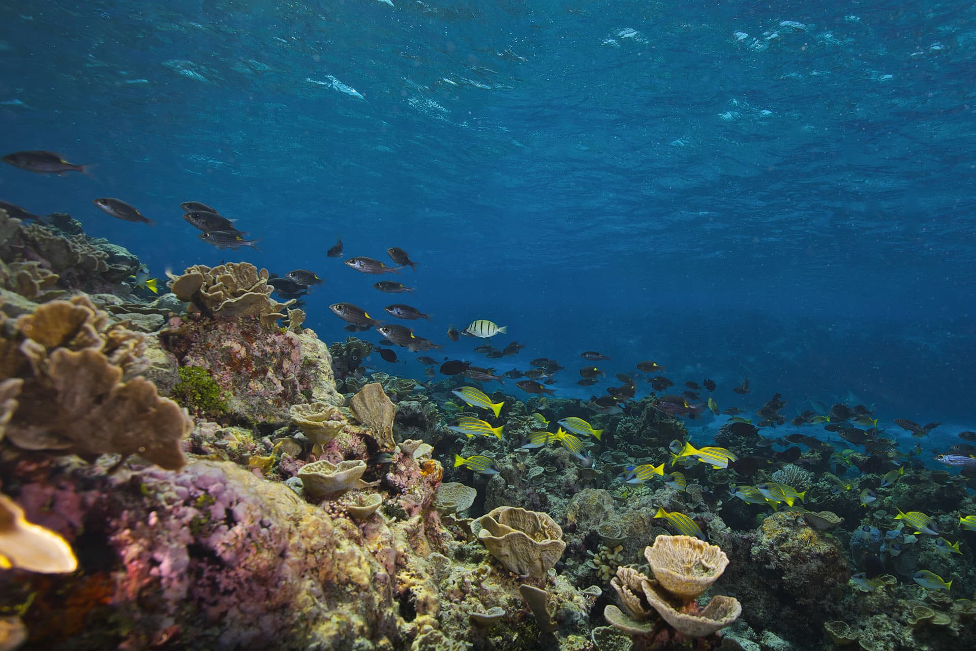 Activity Coral Food Web Hero