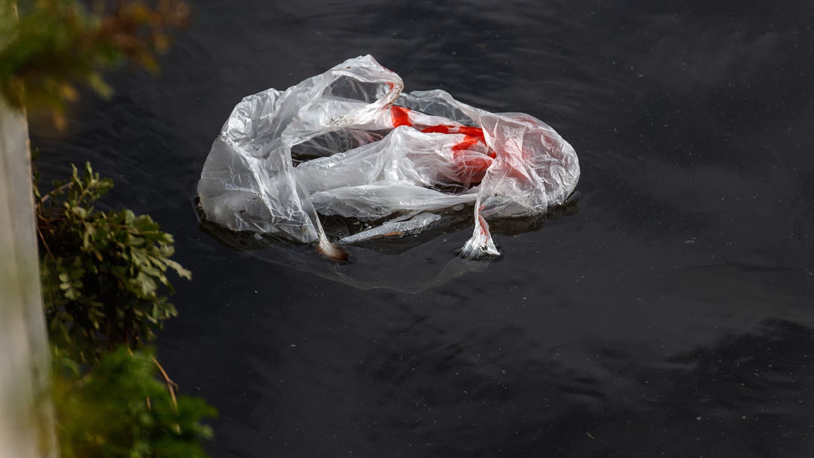 Activity hero design a plastic biodegrade test