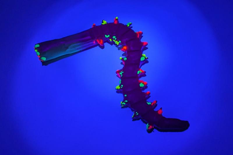 Activity make a catworm 6