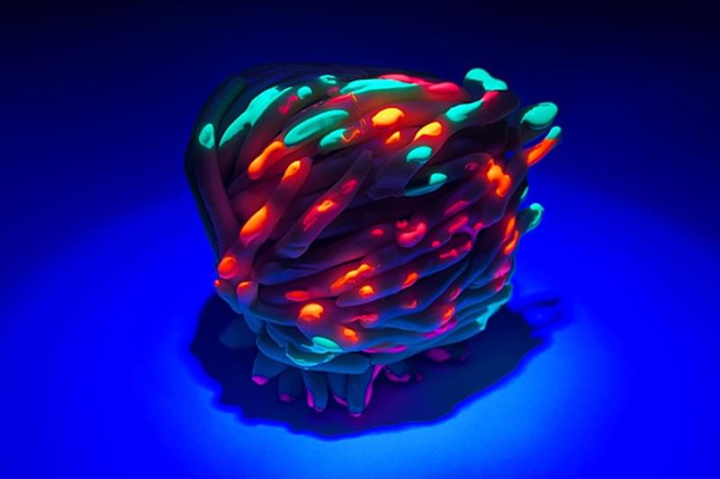 Activity make a sea potato 6