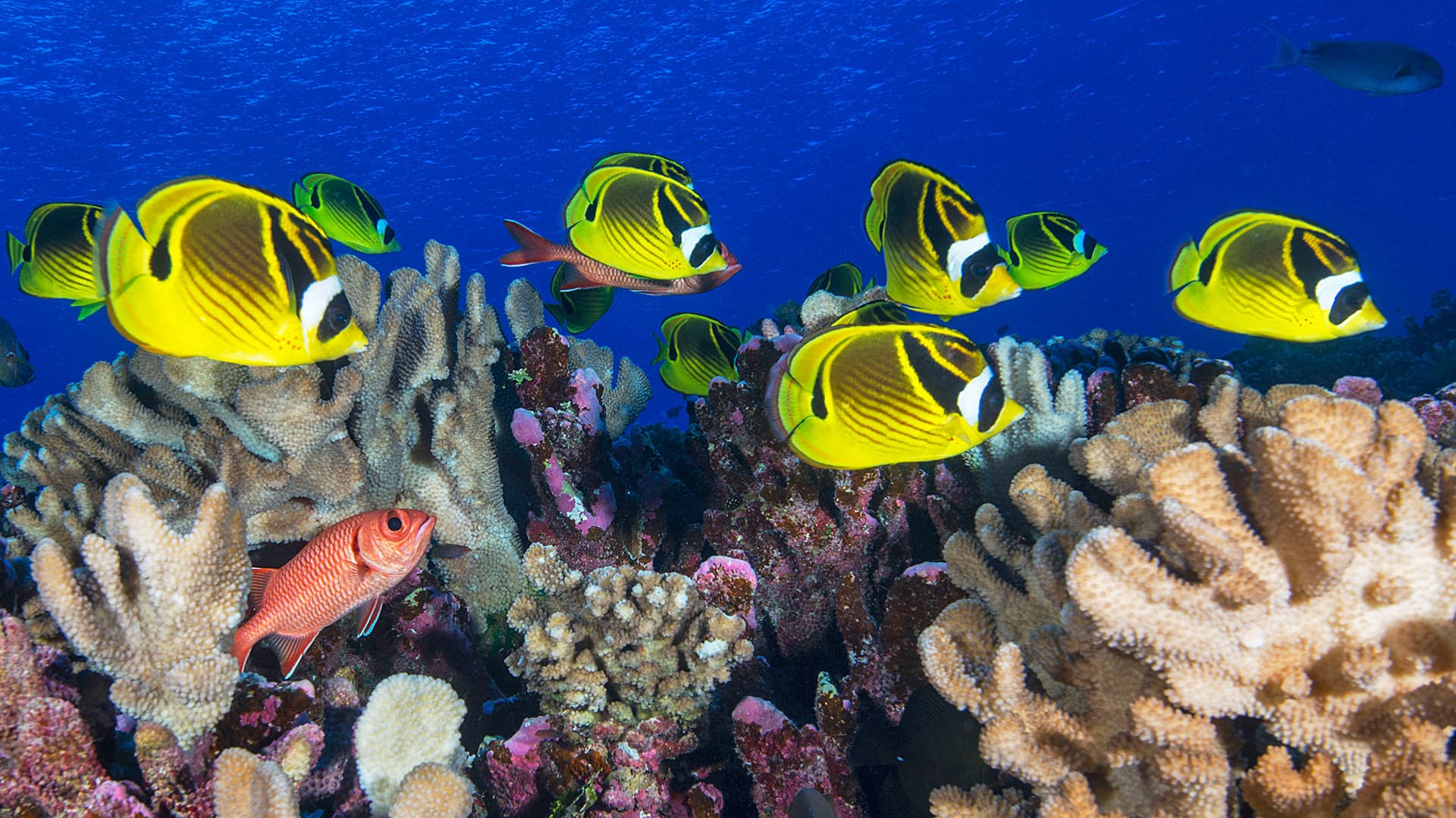Activity stay safe on the reef hero