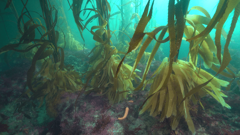 All about kelp forests gif