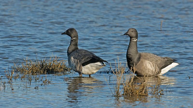 All about saltmarshes brent geese