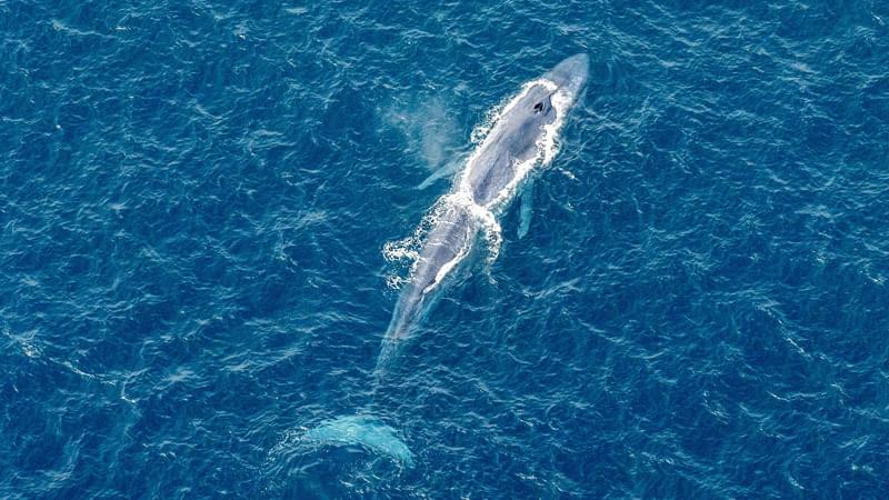 Blue whale