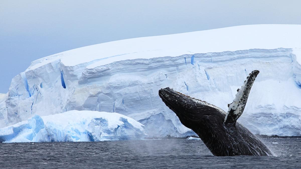 Can whales change the climate 110325 thumb