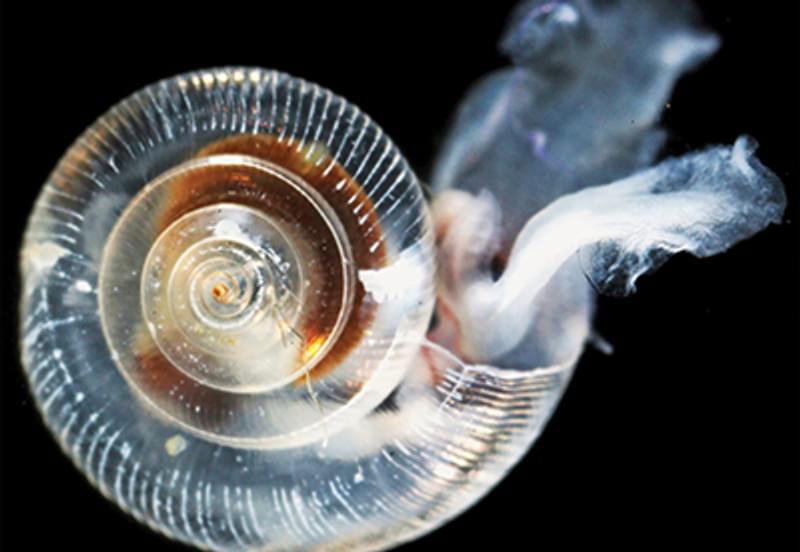 Climate impacts on ocean acidification