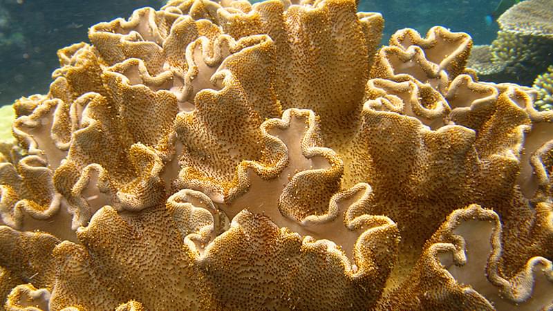 Coral 16x9