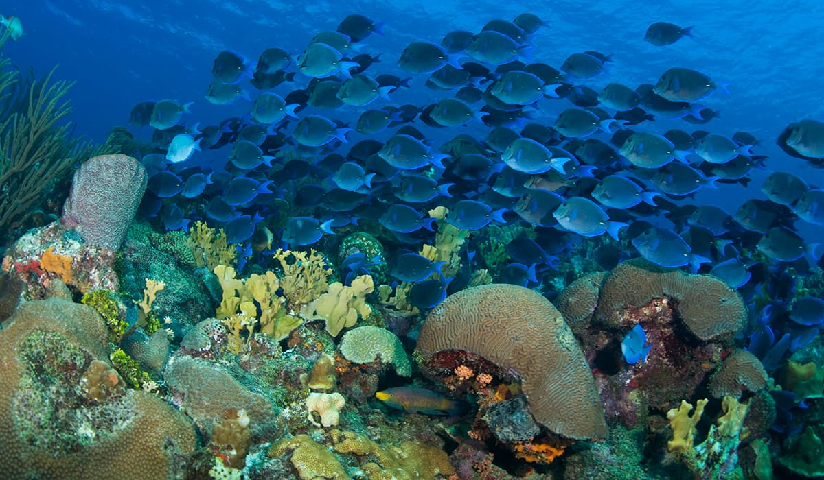 Coral Live 2018 Curacao Reef Hero