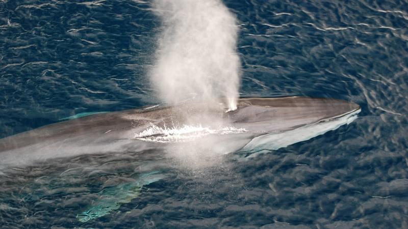 Fin whale