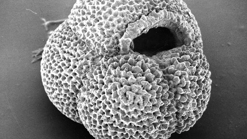 Foraminifera 16x9