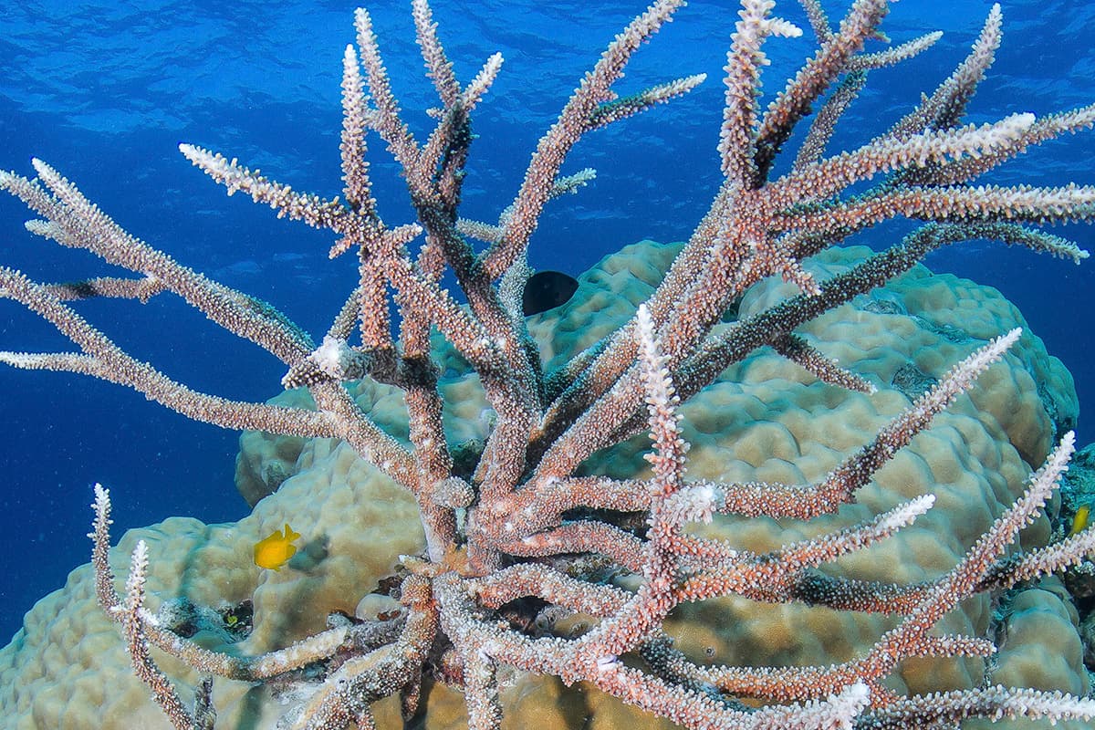Staghorn coral
