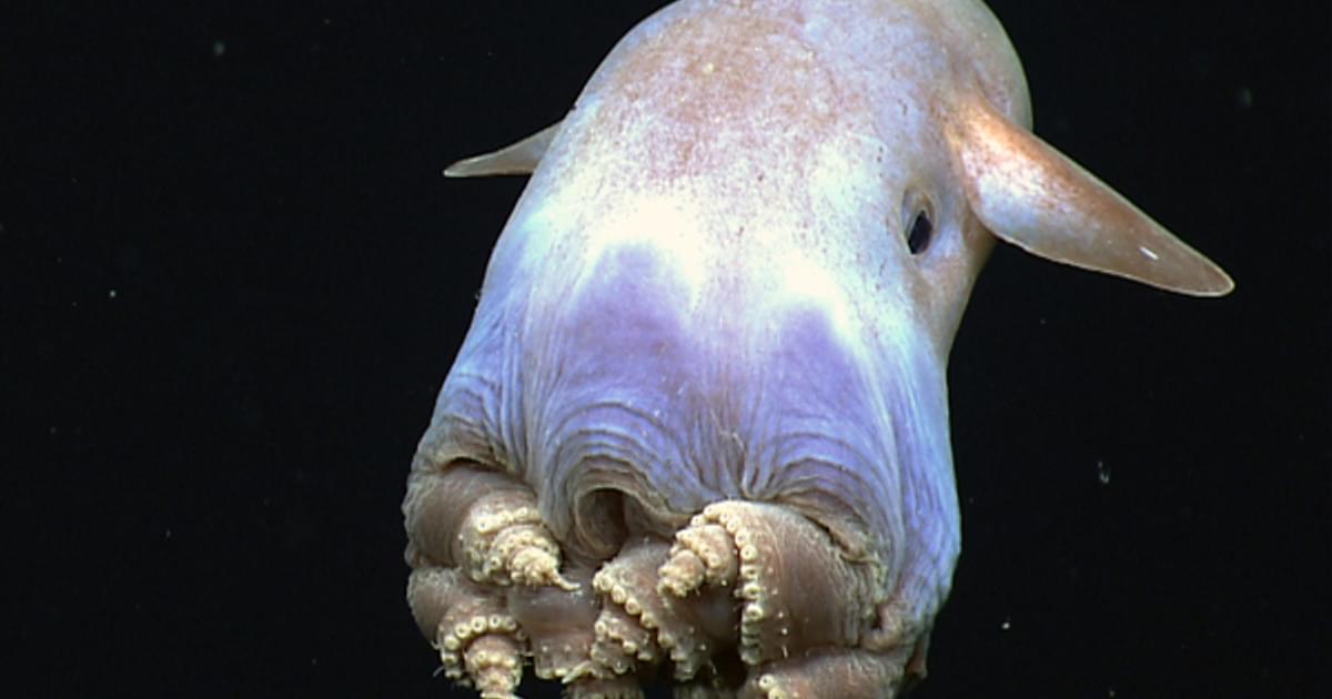What lives in the deep sea? | Encounter Edu