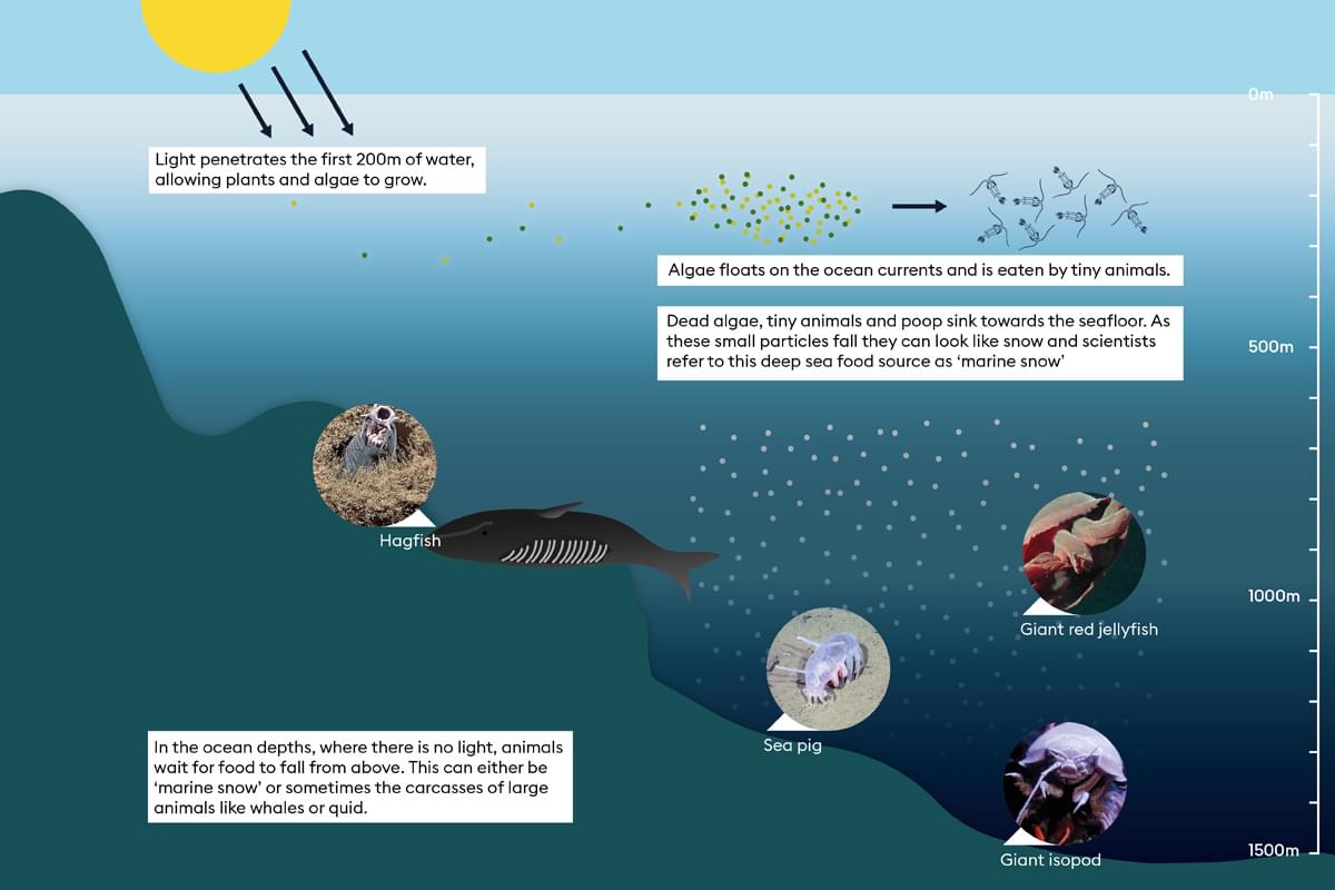 What do deep sea creatures eat? | Encounter Edu