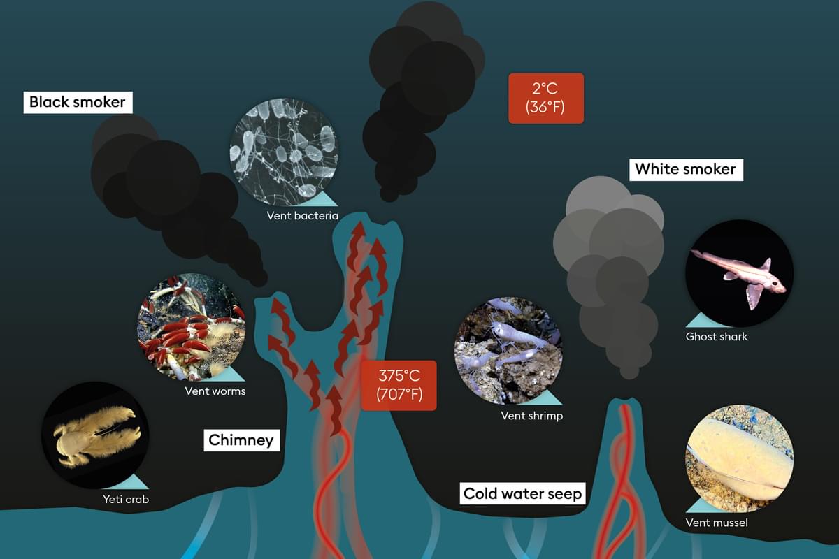 How do deep sea creatures survive without sunlight? | Encounter Edu