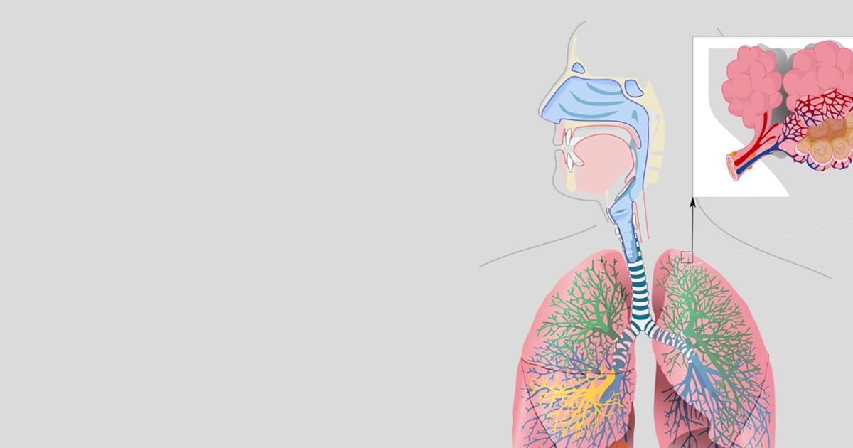 Lesson | Respiratory System - Ventilation and Breathing | Encounter Edu