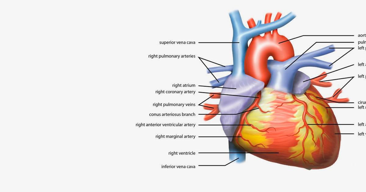 Lesson | The Heart - External Structure | Encounter Edu
