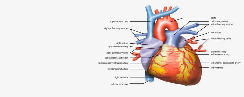 Lesson | The Heart - External Structure | Encounter Edu