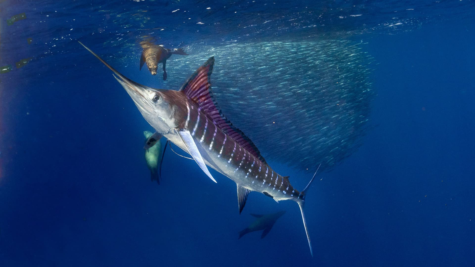 Ocean life treasure hunt hero