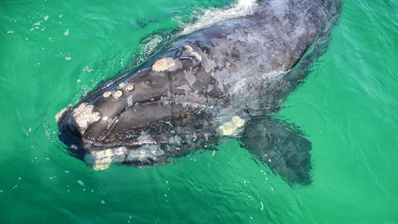 Southern right whale