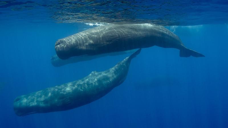Sperm whale