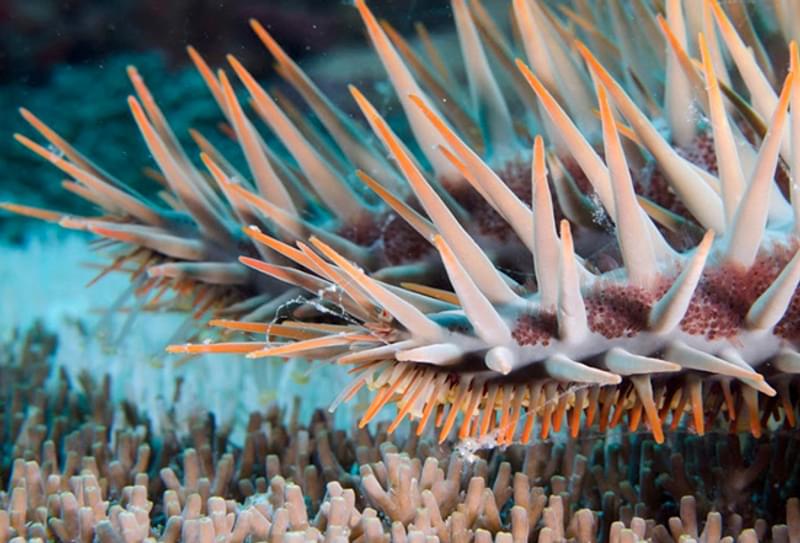 Subject Update Learn More Coral And Water Quality Figure 1