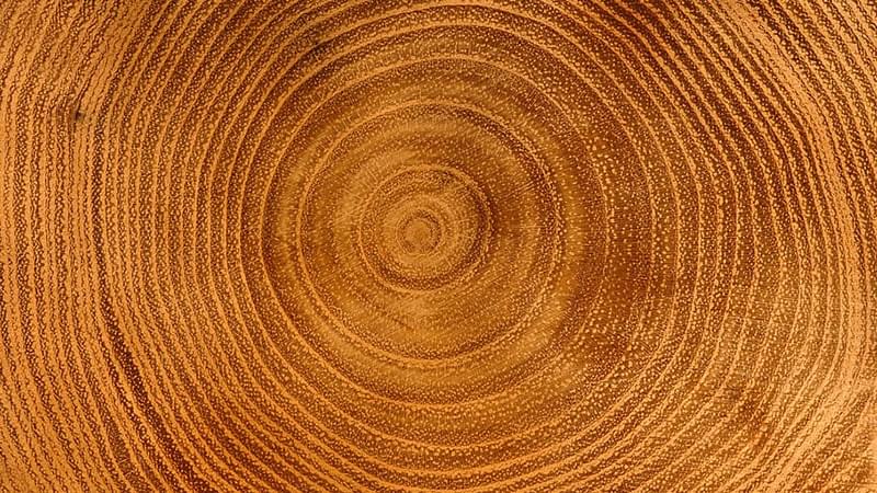 Tree rings 16x9