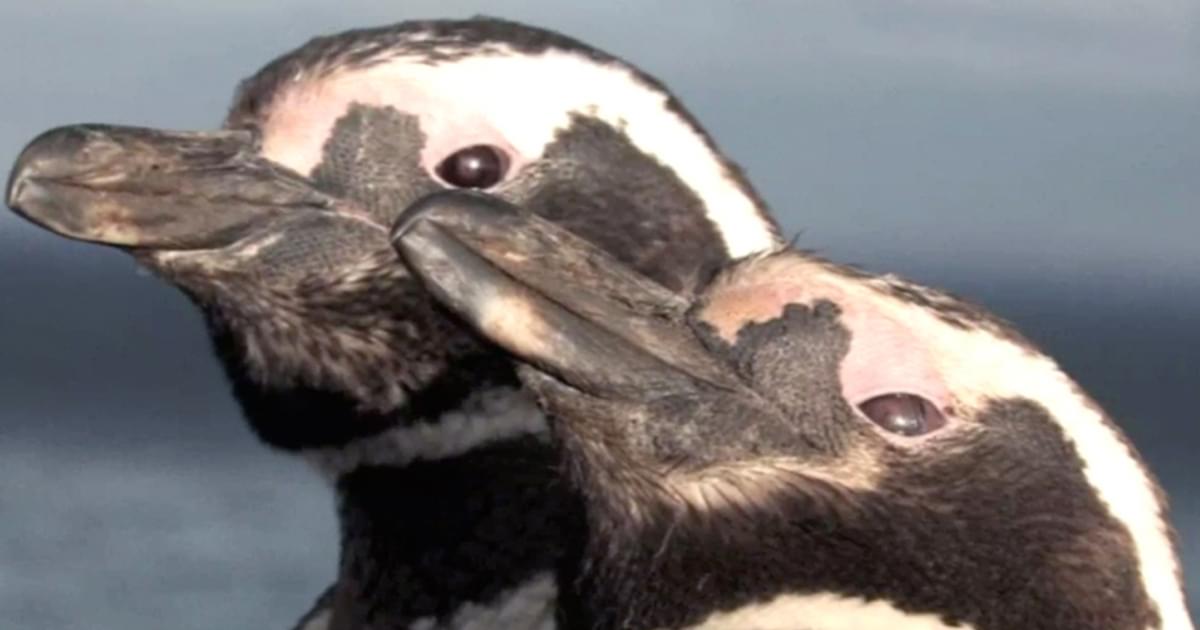 How have penguins adapted? | Encounter Edu