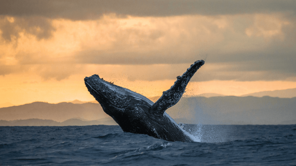 Whales carbon climate 080623
