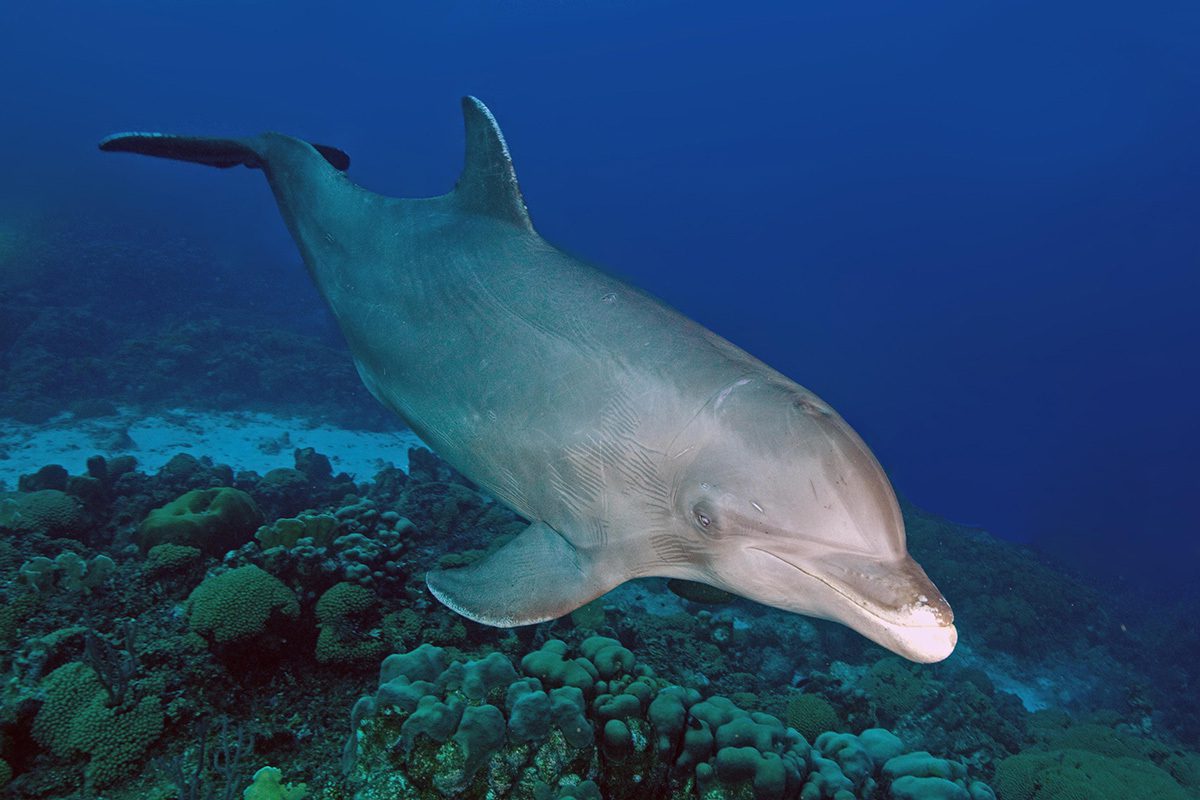 Bottlenose dolphin